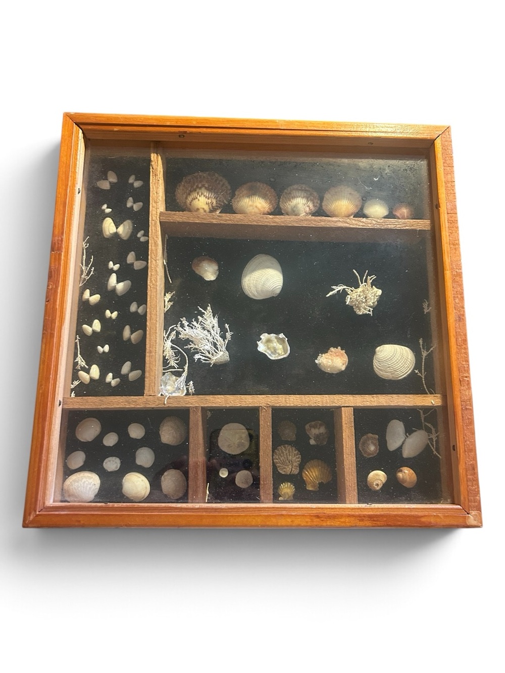 VTG WOODEN SEASHELL SHADOW BOX DISPLAY CASE | COASTAL WALL ART CURIO